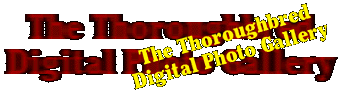 The Thoroughbred Digital Photo Gallery